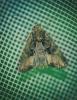 Mesapamea sp.